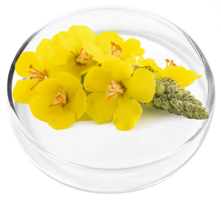 LungExpand Pro - Alpine Mullein