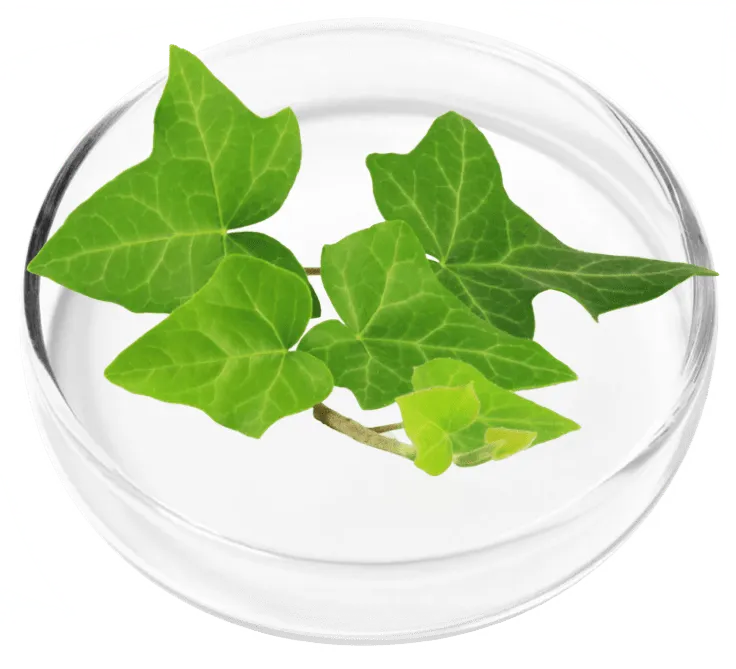 Hedra Helix Ivy (250mg)