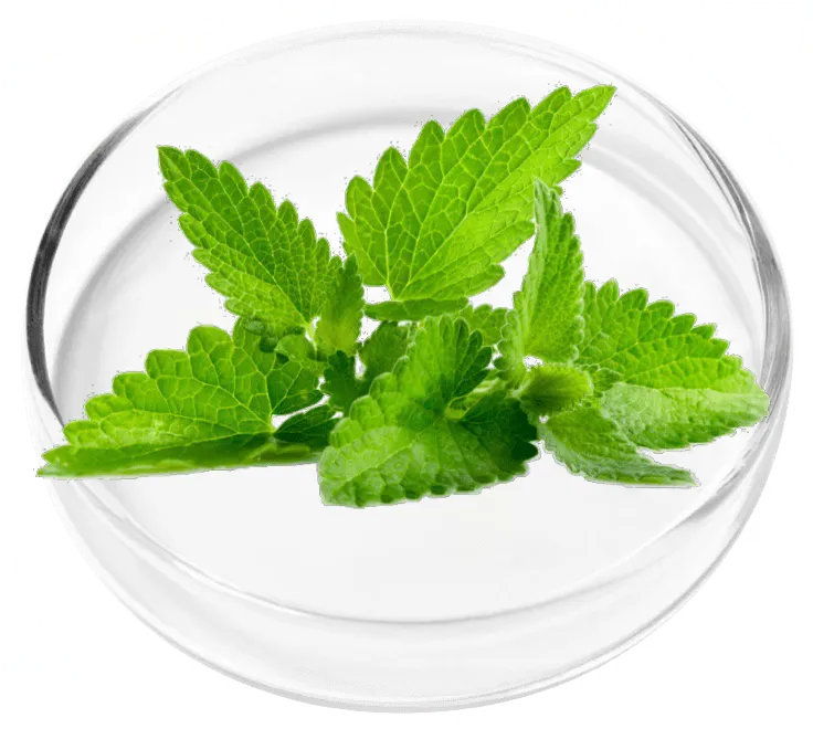 LungExpand Pro - Peppermint Oil