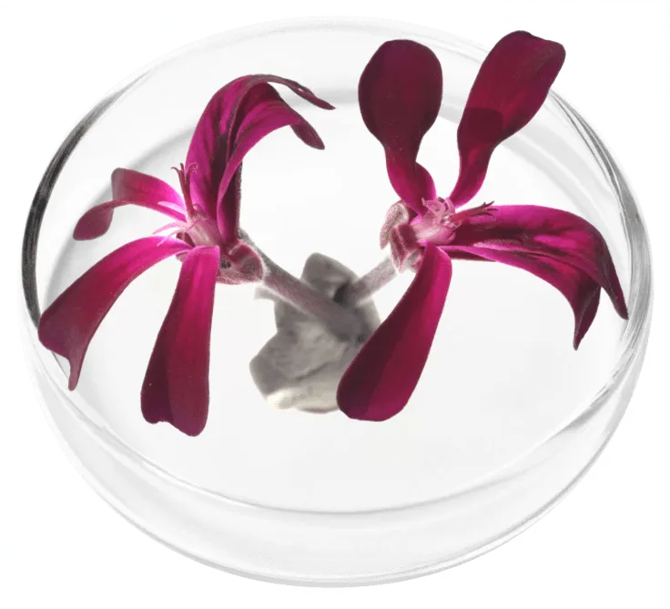 LungExpand Pro - Umkalaobo Extract
