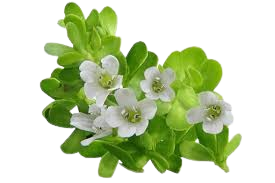 Image of a bacopa monnieri leaf, an ingredient in SonoVive
