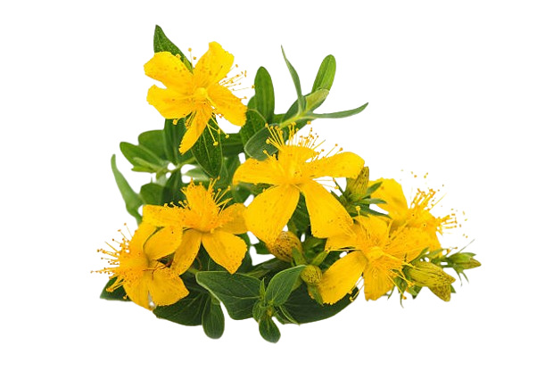 Image of a St. John's wort leaf, an ingredient in SonoVive