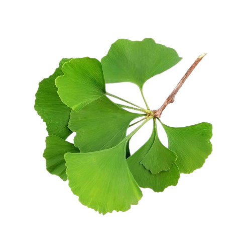 Image of a ginkgo biloba leaf, an ingredient in SonoVive